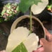 Variagated Elephant Ear Juvenile
