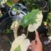 Variagated Elephant Ear Juvenile