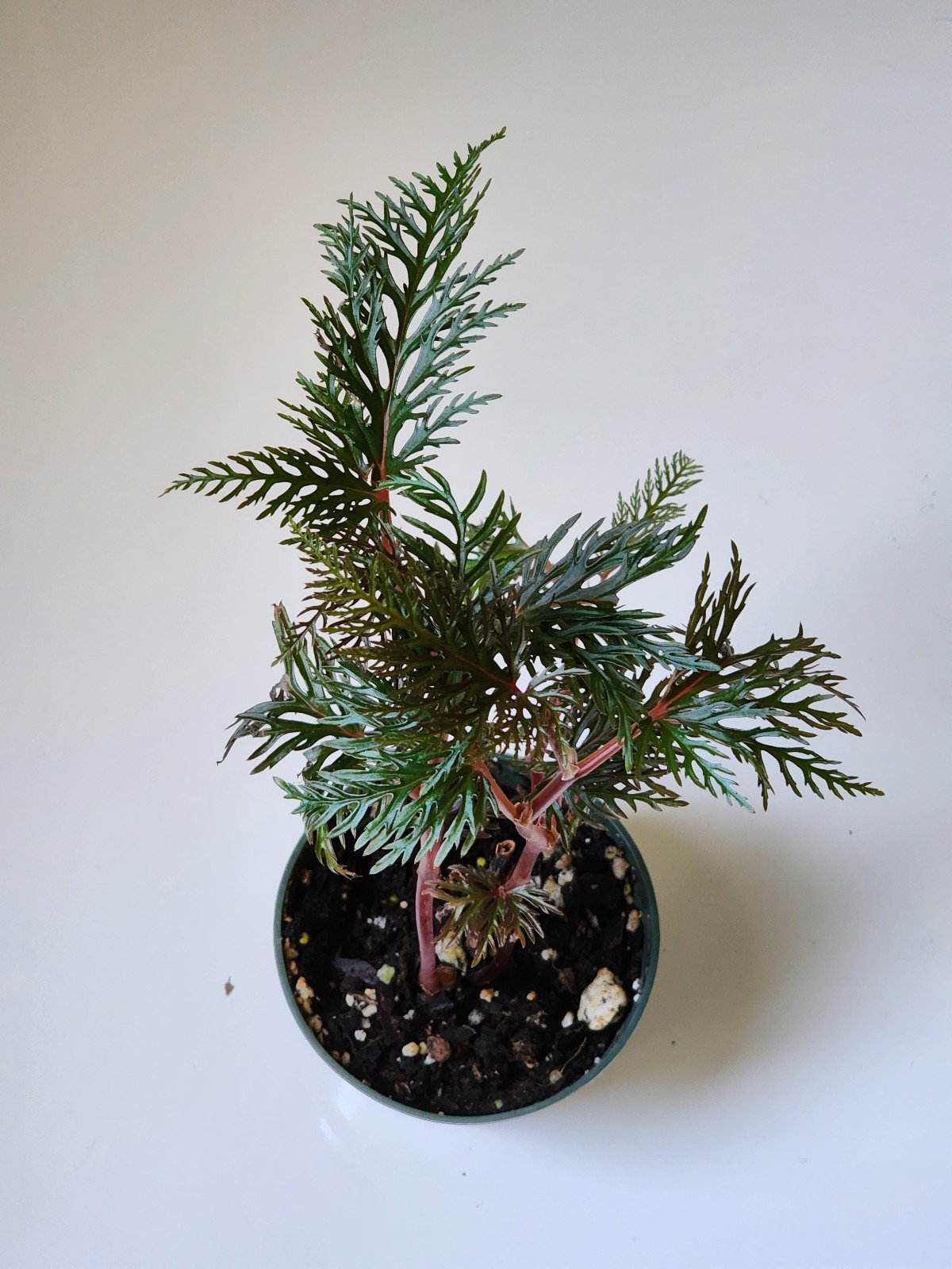 NO ID Begonia Rare Variegated Plant