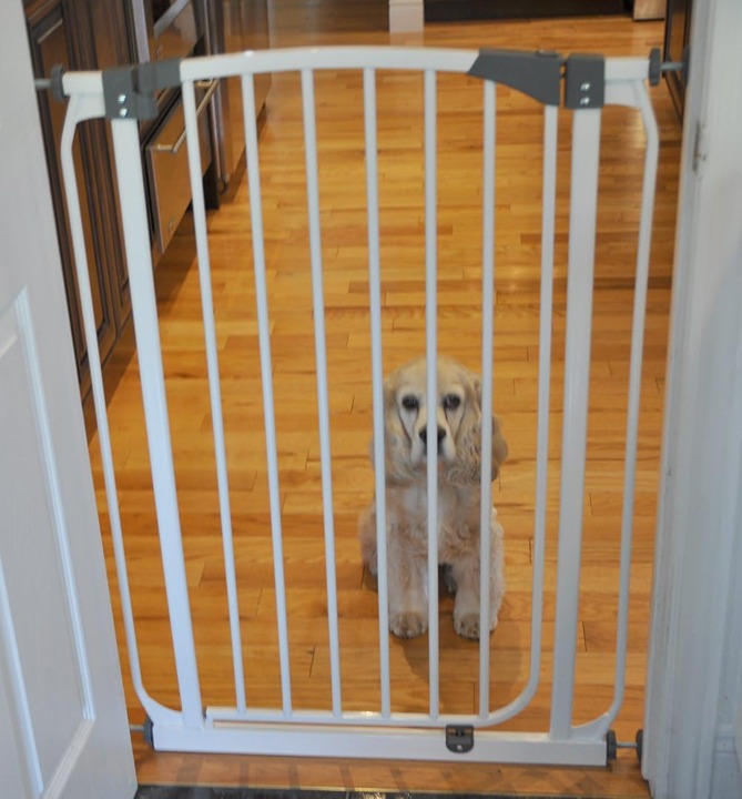 Tall Boy Walk Through Pet Gate 39 -SD54