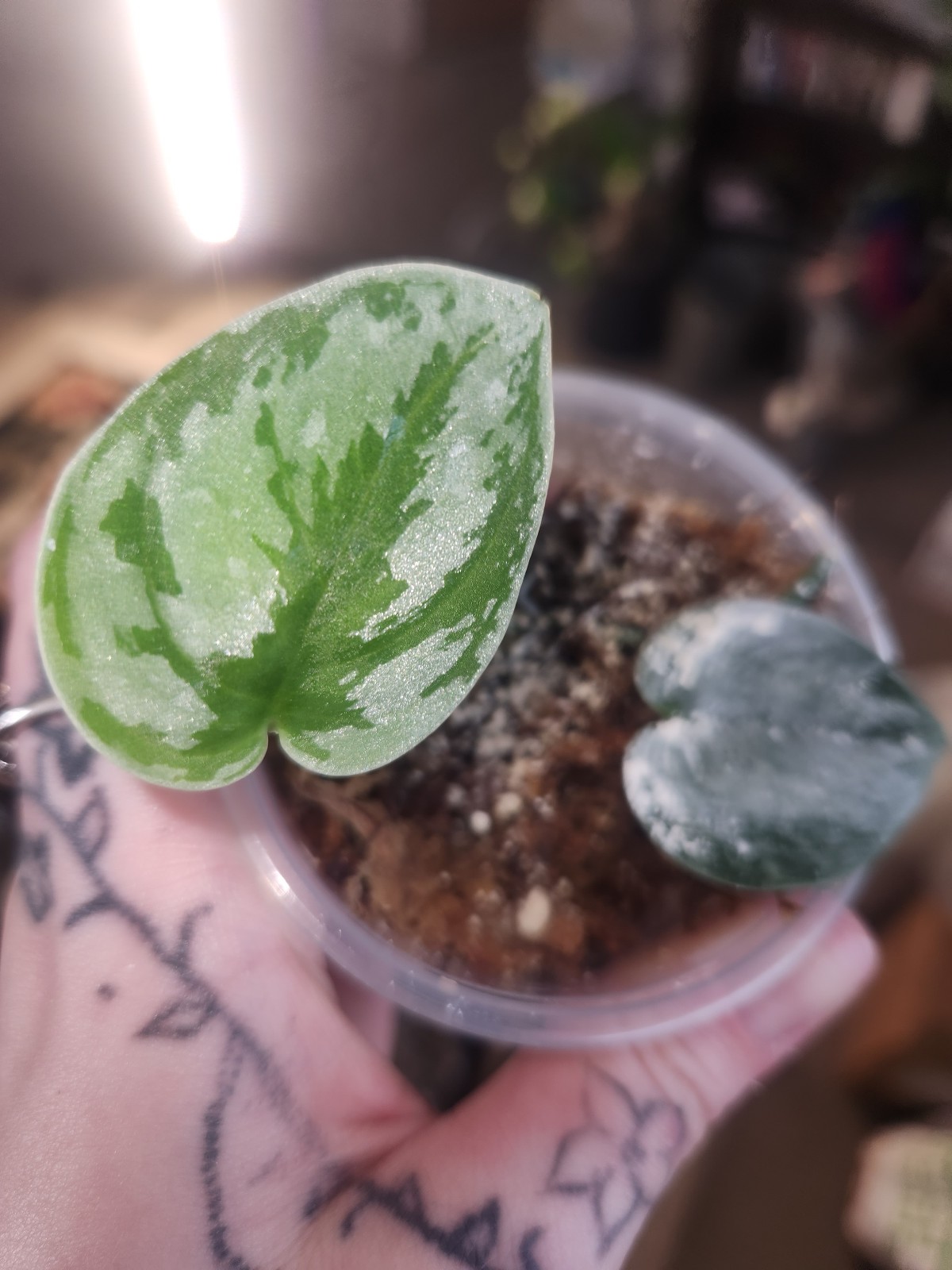 Borneo Scindapsus Cutting **Semi Rooted**