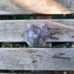 Iolite Generator / Tower / Point, Intuition, Vision, Divine Peace, Healing