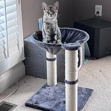Basics Cat Tower with Hammock and Scratching Posts for Indoor Cats, 15.8 x 15.8