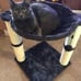 Basics Cat Tower with Hammock and Scratching Posts for Indoor Cats, 15.8 x 15.8
