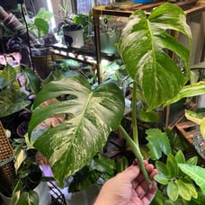 Monstera Albo Top cut