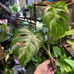Monstera Albo Top cut
