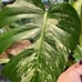 Monstera Albo Top cut