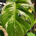 Monstera Albo Top cut
