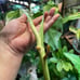 Monstera Albo Top cut