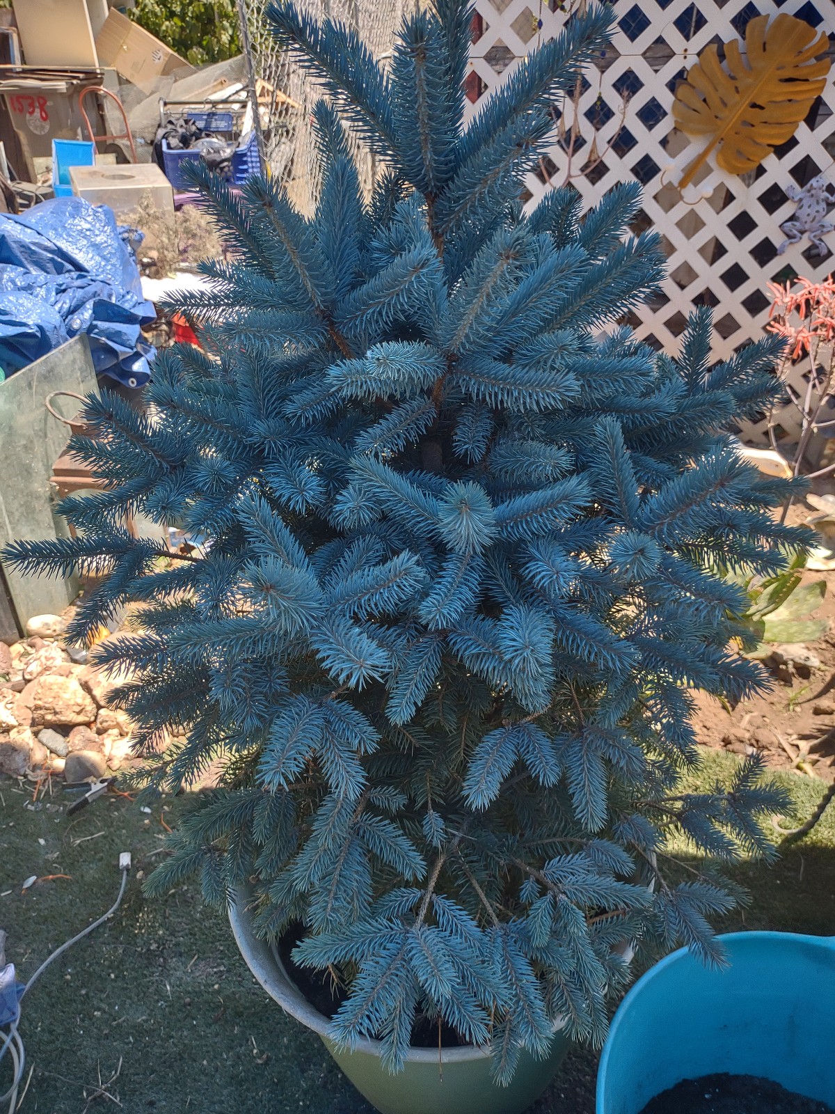 Blue spruce