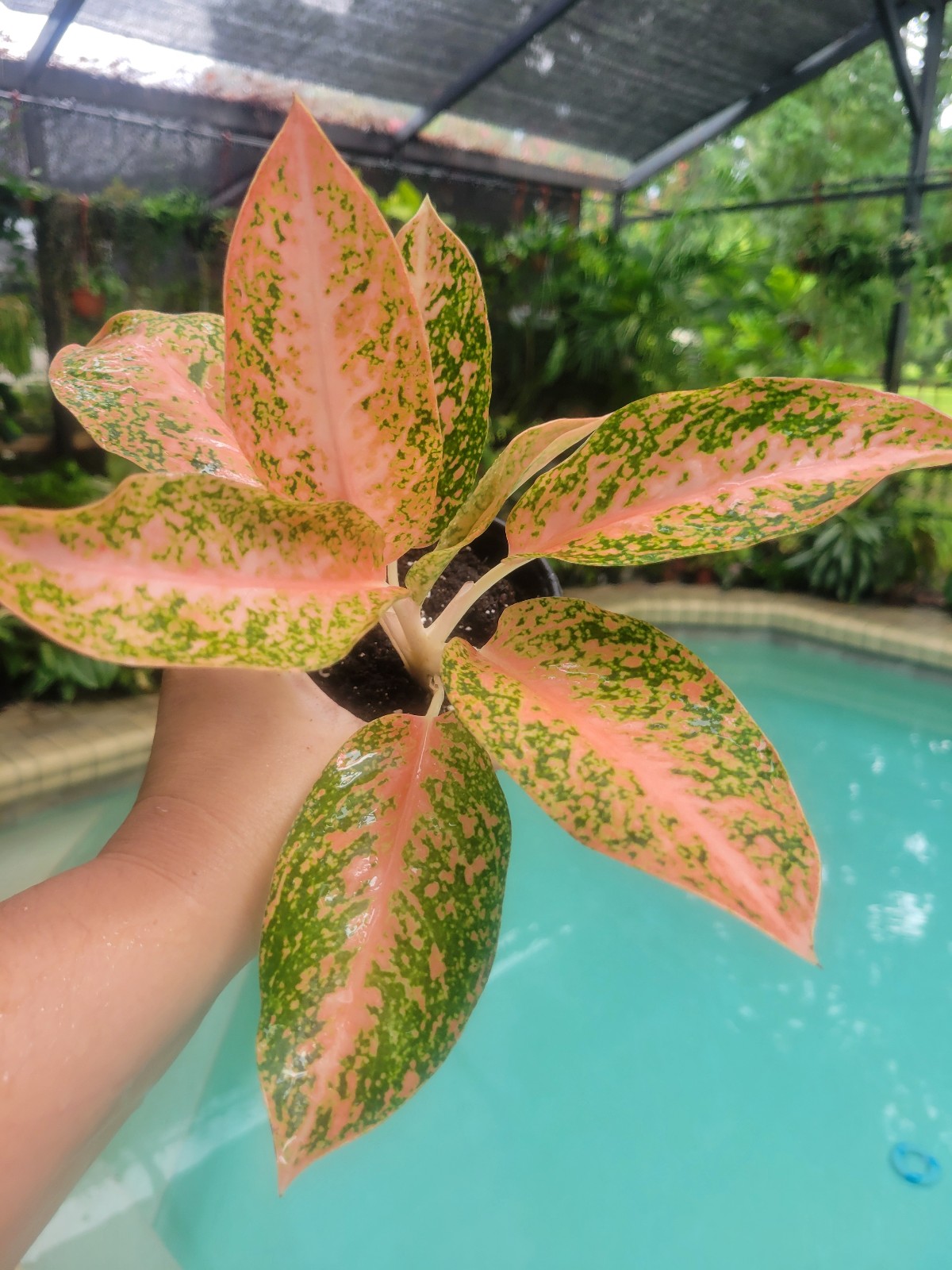 Aglaonema orange stardust