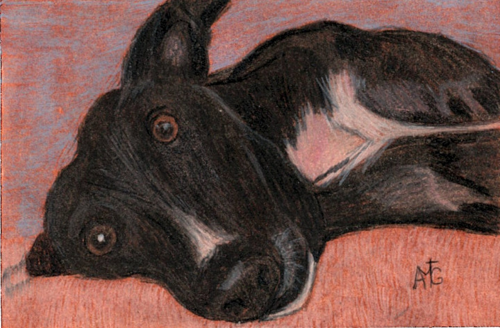 Original Black Greyhound Oil and Colored Pencil Portrait