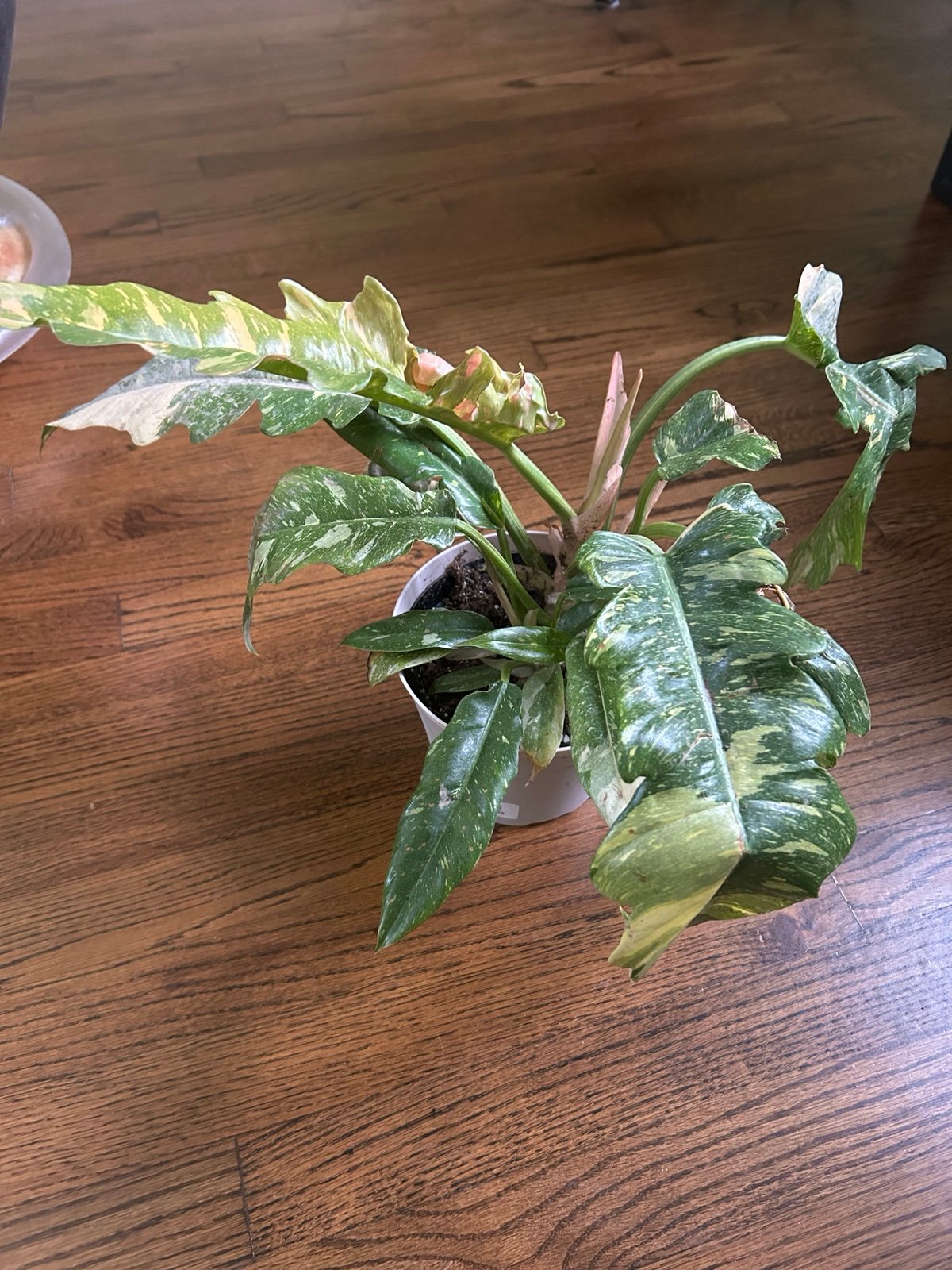 Ring of fire philodendron full plant