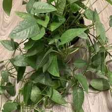 Pothos Pothos Plants Pothos Cebu Blue Cebu Blue Pothos Live Plant