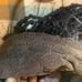 Black 27 inch used butterfly loc lace wig