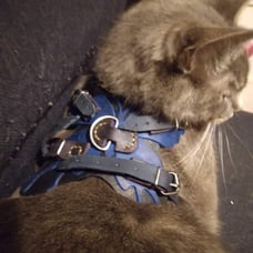 Small pet harness