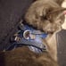 Small pet harness