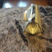 Handbag, Alberta di canio