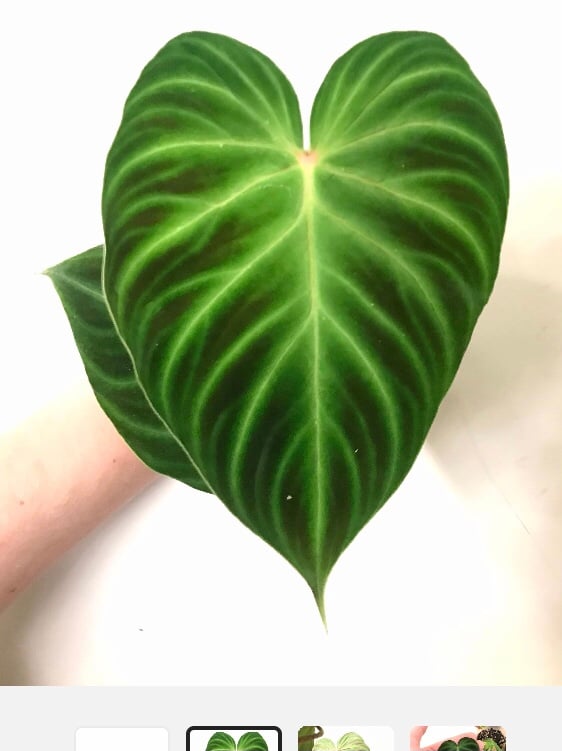 Philodendron Verrucosum Glow one leaf cutting