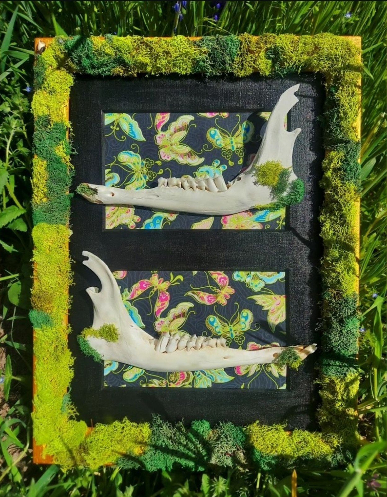 Real fawn jaws oddity wall hanger