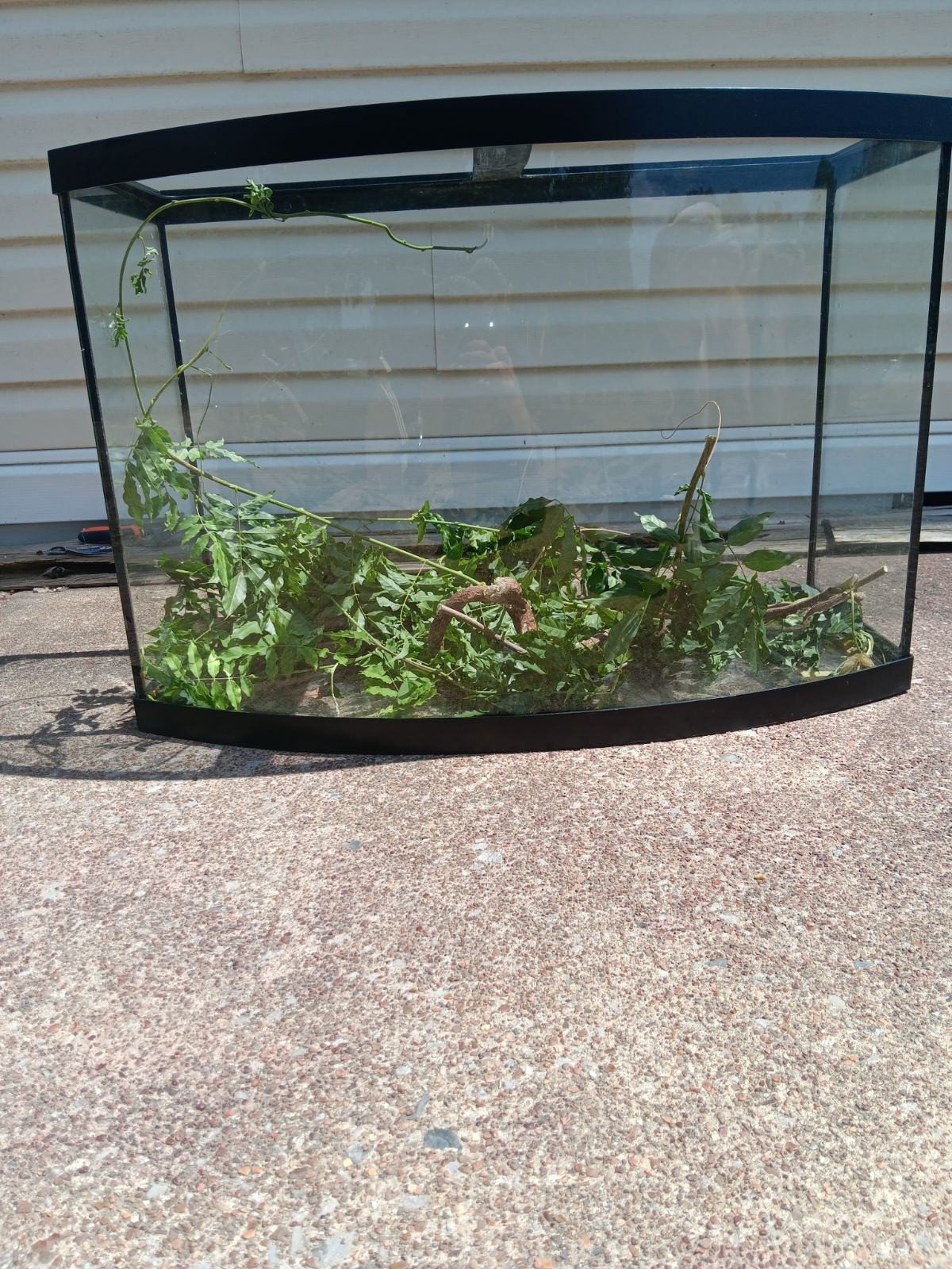 Curved Front Tank (O.B.O)