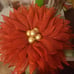 Red beauty with gold center.