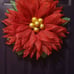 Red beauty with gold center.