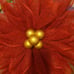 Red beauty with gold center.