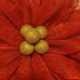 Red beauty with gold center.