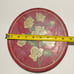 Vintage Button Lot in 1940’s Bisquit Tin Over 350 Pieces