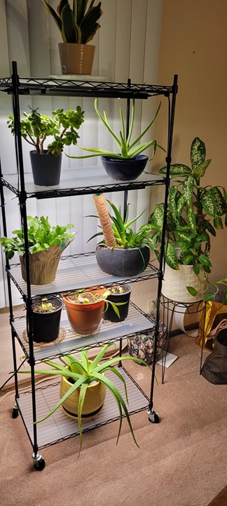 5-Tier Plant Stand with Grow Lights for Indoor Plants Metal Plant Shelf Display
