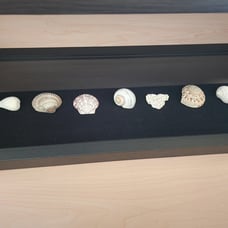 Seashell Shadow Box