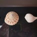 Seashell Shadow Box