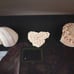 Seashell Shadow Box