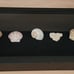 Seashell Shadow Box