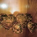 Baskets Hear Shaped Set of 4 Natural Rush Wicker Weaved