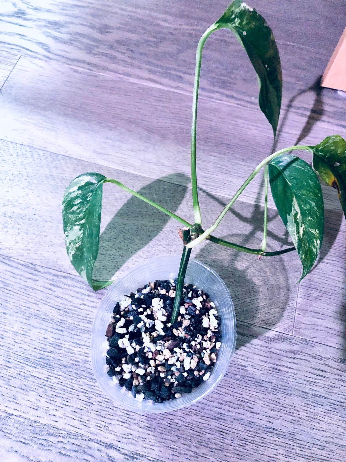 Variegated epipremnum pinnatum