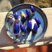 Custom for Laren