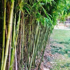 Live Bamboo Plant with Root or Rhizome