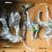 Live Bamboo Plant with Root or Rhizome
