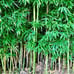 Live Bamboo Plant with Root or Rhizome