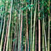 Live Bamboo Plant with Root or Rhizome