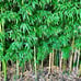Live Bamboo Plant with Root or Rhizome