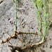 Live Bamboo Plant with Root or Rhizome