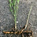 Live Bamboo Plant with Root or Rhizome