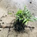 Live Bamboo Plant with Root or Rhizome