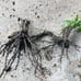 Live Bamboo Plant with Root or Rhizome