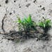Live Bamboo Plant with Root or Rhizome