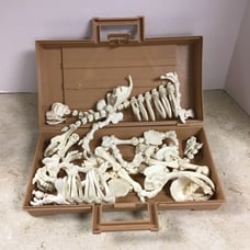 FP Vtg Design A Saur dinosaur bone set 1989