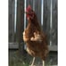 Fist Chicken 1Pcs Baby Chicken Fist Chicken Strong Chicken Arms Made in Texas U